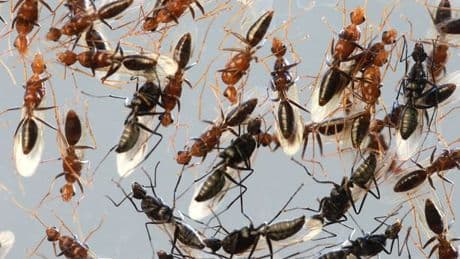 Biggest flying ant day in recent memory is just days away, experts warn
