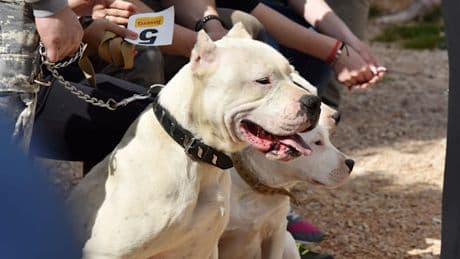 Argentinische Dogge attackiert Kinder in Restaurant