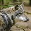 Der Wolf vermehrt sich, der Schutz stagniert: Viele Tiere sind dem Jäger schutzlos ausgeliefert