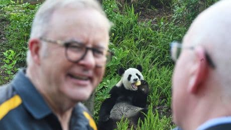 Australian prime minister indulges in panda diplomacy a China state visit nears end