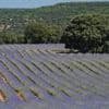 Ce village espagnol et ses champs de lavande à perte de vue, un spectacle magique à protéger