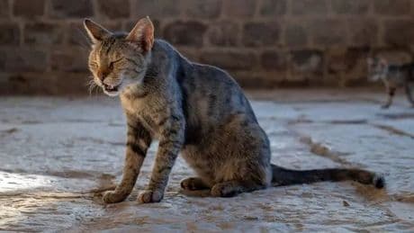 Cat owners warned that sneeze could be sign of 'kitty chlamydia' or herpes