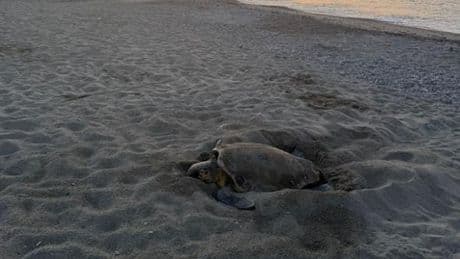 Le Caretta caretta scelgono la Liguria, crescono le nidificazioni nella regione
