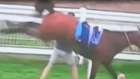 Horse goes berserk at Royal Ascot and kicks groundsman through railings