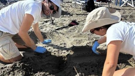 Alassio, nuovo nido di tartaruga Caretta Caretta