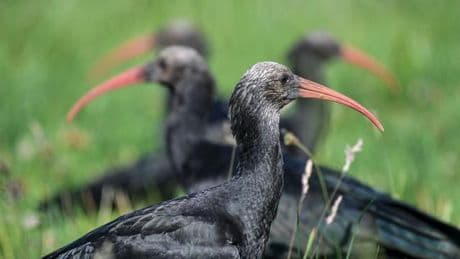 Tiere: Nachwuchs bei Waldrappe am Bodensee erwartet