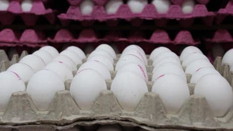 TÜİK: Yumurta üretimi yıllık bazda yüzde 8,8 azaldı