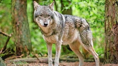 Recordaantal aanvallen wolven op vee: 368 dieren in drie maanden
