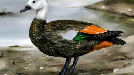 Speedy Evolution Seen In Extinct Island Dwelling Rēkohu Shelduck