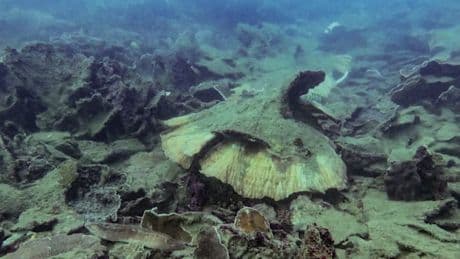 „Zutiefst beunruhigt“ – die dramatischen Zustände am Great Barrier Reef