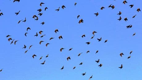 Le déclin des oiseaux tropicaux accéléré par les vagues de chaleur