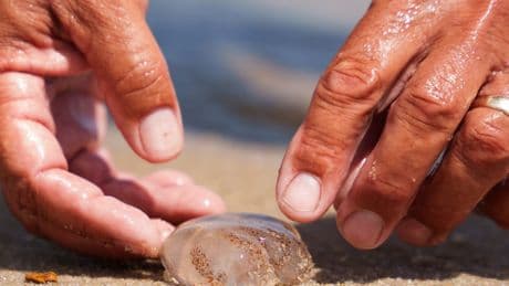 Why Does It Seem Like Jellyfish Are All Over the East Coast?