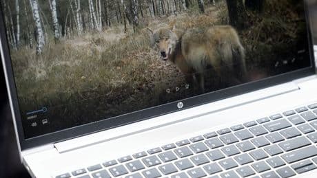 Ter dood veroordeelde &#8216;probleemwolf&#8217; van de Hoge Veluwe wordt (voorlopig) toch nog niet gedood