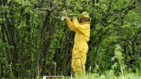Biodiversité : un pesticide « tueur d’abeilles » bientôt réautorisé ?