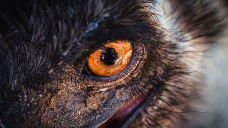 In 1932, Australia Declared ‘War’ On This Speedy Land Animal – A Biologist Reveals Who Won