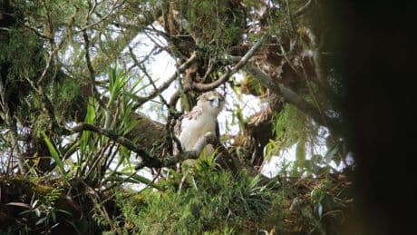 A Biologist Spotlights The Rarest Eagle In The World. Hint: It’s Also The Tallest Of All Eagle Species