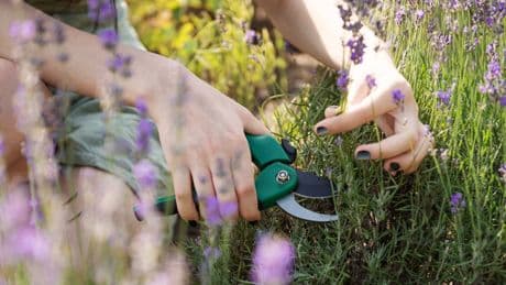Five tips to grow summer cuttings – and why plastic bags are an essential tool