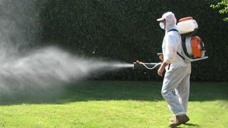 West Nile, il pericolo anche nelle uova delle zanzare: dalle larve all'uomo, ecco come si propaga il virus