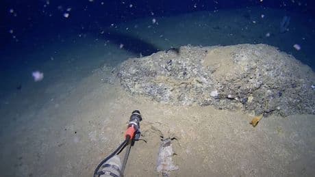Exploran las profundidades de la Antártida y graban a algunos de los seres más extraños del mundo