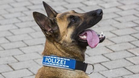 Köln-Weidenpech: Einbrecher schließen sich mit Polizeihund im Bad ein