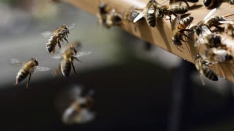 "Je vais vous tuer": un apiculeur interpellé après avoir libéré ses abeilles contre des policiers en Espagne