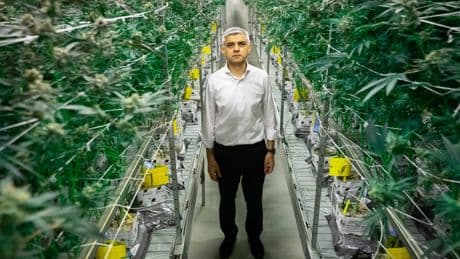 ‘Natural’ cannabis should be decriminalised, Sadiq Khan says