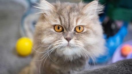 So viele Tiere wurden 2025 schon im Tierheim abgegeben