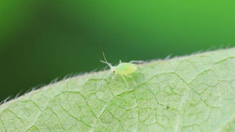 Blattläuse bekämpfen: Dieses Hausmittel wirkt schnell und effektiv