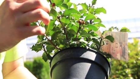 Garten-Hack: Mit diesem Gewürz wachsen Ihre Pflanzen besser