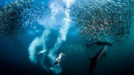 Histoire, patrimoine, environnement… Les textes inédits de cinq écrivains de Marine sur nos mers et nos océans