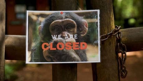 Chimp refuge shuts doors to tourists in deforestation protest