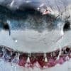 Faut-il avoir peur des requins quand on se baigne ?