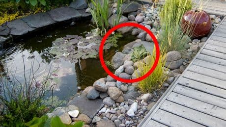 Gartenteich-Fehler: Dieses wichtige Element vergessen viele