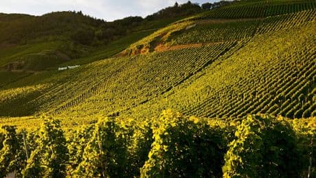 Weinbau: Mit der Drohne in den Steilhang