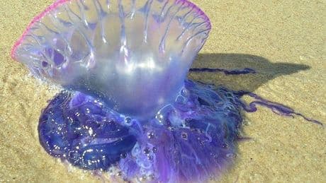 Carabelas portuguesas en cinco playas de Bizkaia