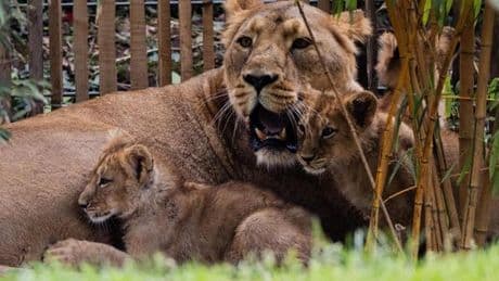 Traurige Entscheidung im Kölner Zoo: Zwei Löwenbabys eingeschläfert