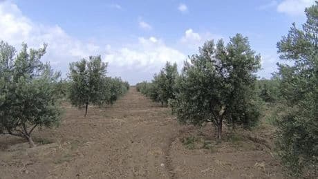Zirai don zeytin bahçelerini de vurdu: 'Zeytinyağının kilosu 500 liradan aşağı olmayacak'