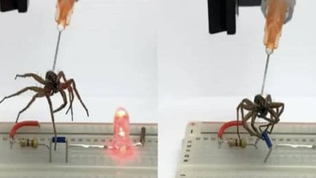 Hacen un experimento con arañas muertas y consiguen convertirlas en robots biohíbridos
