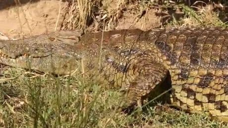 Man fatally attacked by crocodile in front of family after ignoring warning signs