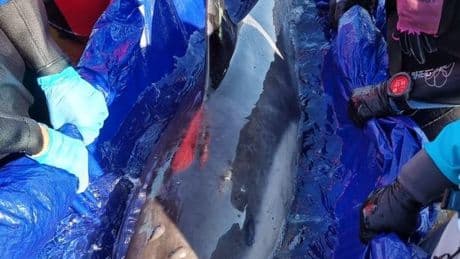 Dolphin stranded on Highland beach dies during rescue mission