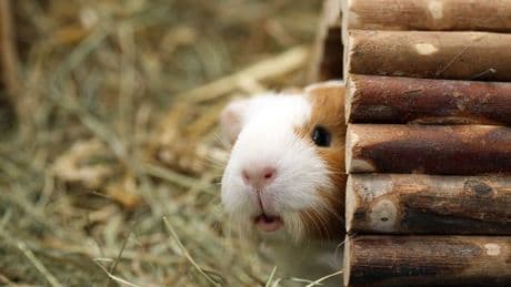 Prisoners volunteering with animals accused of 'concerning' act with guinea pigs