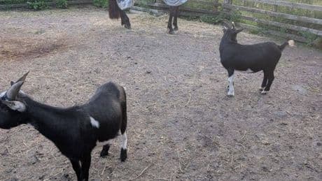 'Devastated' Scots farmer re-appeals for information after pet pygmy goats were stolen from farmyard