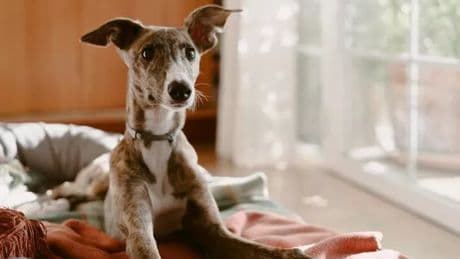 Pets owners urged top stop 'dangerous' TikTok trend, vet nurse explains why