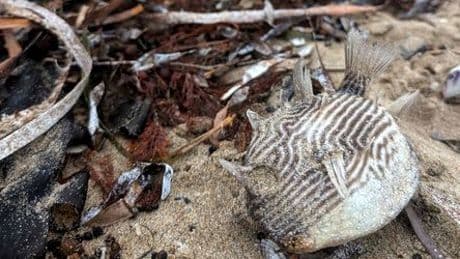 Australien: Giftige Alge löst Massensterben von Haien, Rochen und Fischen aus