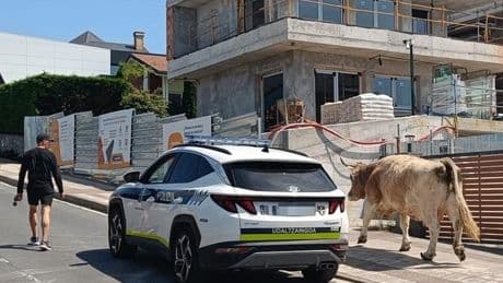 Susto en Berango por una vaca suelto por el pueblo