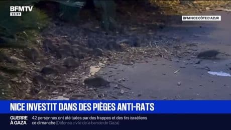 "C'est vraiment dégoûtant": la ville de Nice investit dans des pièges anti-rats