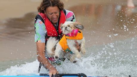 Hunde-Surf-Meisterschaft - Diese Fellnasen sind nicht wasserscheu
