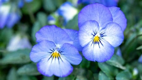 Schöner Garten: So bleiben Hornveilchen bis zum Herbst in voller Blüte