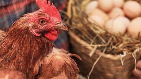 Tavuk ve yumurtada doğru bilinen yanlışlar: Tavuklar neden 42 günde büyüyor?