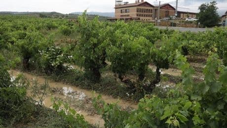 El vino se enfrenta a un arancel del 15% en EE UU desde mañana
